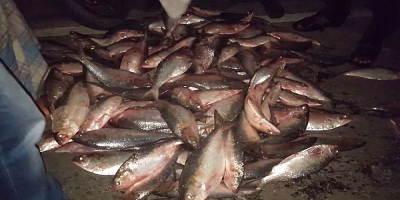 দুই বস্তা ইলিশ মাছসহ পুলিশের ৩ সদস্য জনতার হাতে আটক॥