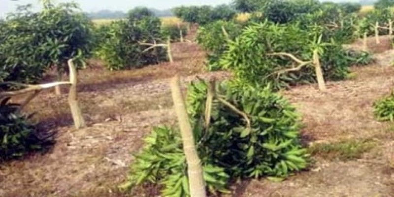 ৬০ বিঘা জমির আট হাজার আমগাছ কেটে দিলো দুর্বৃত্তরা ।।