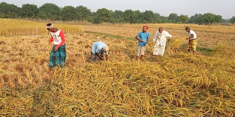 পাবনায় সরকারিভাবে আমন সংগ্রহের কার্যক্রম শুরু॥   