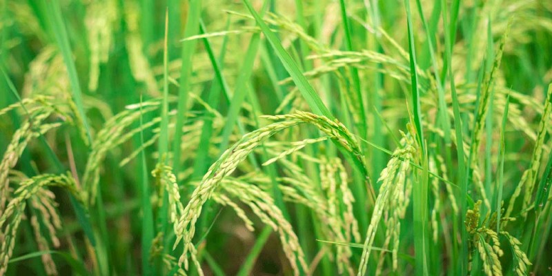 খুলনায় শৈত্যপ্রবাহের মধ্য বৃষ্টি॥ আমন ধানসহ শীতকালীন ফসলের ব্যাপক ক্ষতির আশংঙ্কা   