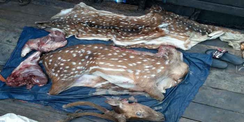 সুন্দরবনে ৫০ কেজি হরিণের মাংসসহ মাথা উদ্ধার॥
