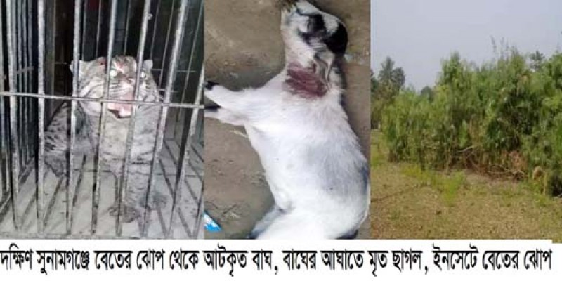 দক্ষিণ সুনামগঞ্জে লোকালয়ে বাঘ আতংকে এলাকাবাসী! ইউএনও বরাবর অভিযোগ দায়ের