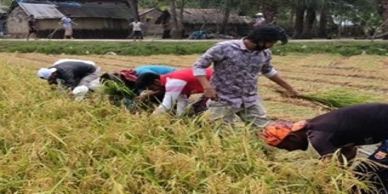 দায়িত্ব নিয়ে কৃষকের সাড়ে ৪ বিঘা জমির ধান কেটে ঘরে তুলে দিল দেবহাটার ছাত্রলীগ নেতৃবৃন্দ ॥
