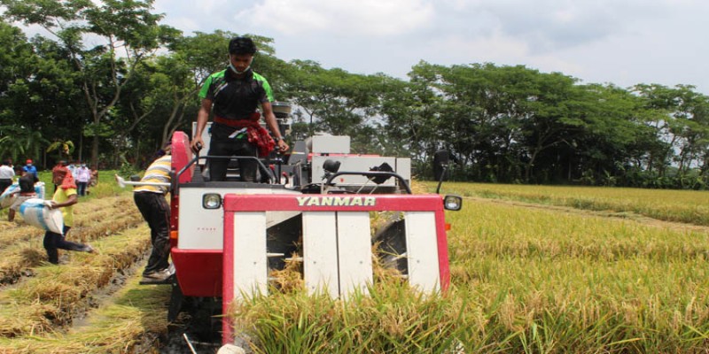 গোপালগঞ্জে কম্বাইন্ড হারভেস্টার মেশিনের সাহাজ্যে ধানকাটা শুরু॥