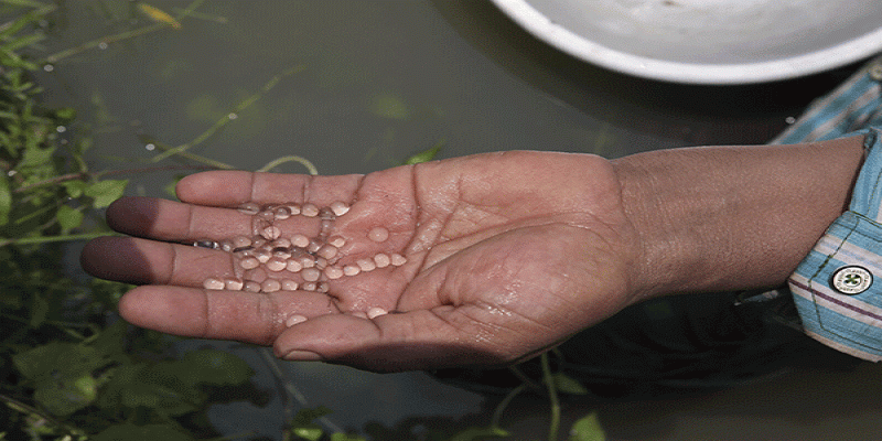 চট্টগ্রামের হালদা নদী থেকে এক যুগের মধ্যে সর্বোচ্চ মাছের ডিম সংগ্রহ॥