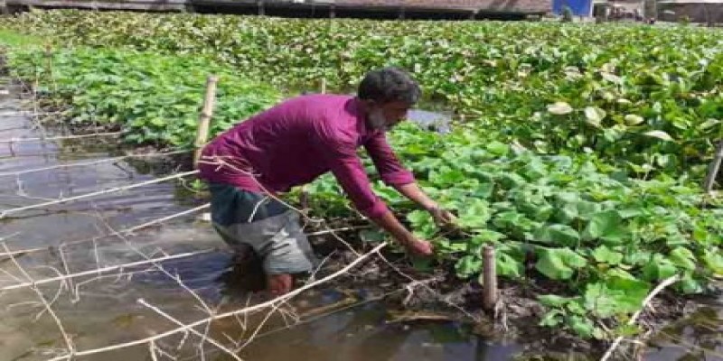 কুমিল্লায় জনপ্রিয় হচ্ছে ভাসমান সবজি চাষ॥   