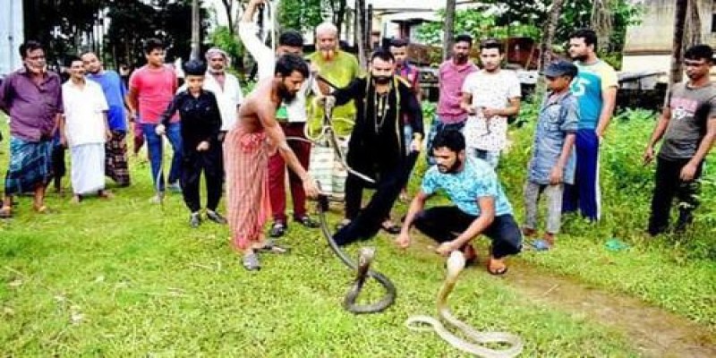 সুনামগঞ্জে একটি বাড়ি থেকে ২৬ বিষধর সাপ উদ্ধার॥