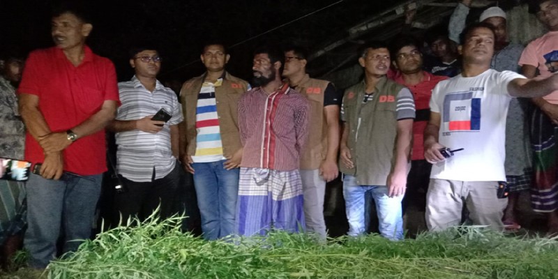 বাগেরহাটে ৪৭টি গাঁজা গাছসহ চাষি আটক।।