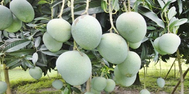 চলতি মাসেই বাজারে আসছে গোপালভোগ আম ।।