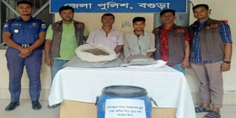 বগুড়ায় মাটির নিচে পুঁতে রাখা গাঁজা উদ্ধার।। গ্রেফতার ২