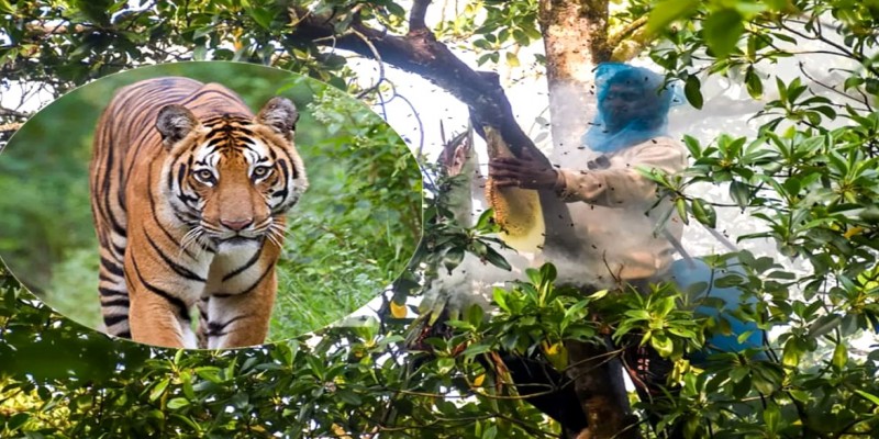 সুন্দরবনে  বাঘের আক্রমণে মৌয়ালের মৃত্যু।।