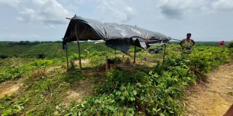 সরকারি রাবার বাগানের ৯ হাজার চারা কেটে দিল রোহিঙ্গারা।।