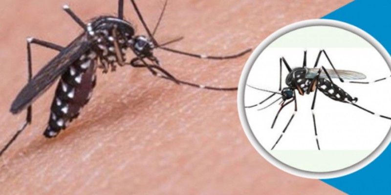 ডেঙ্গু বিস্তার রোধে দক্ষিণ সিটির অভিযান।।