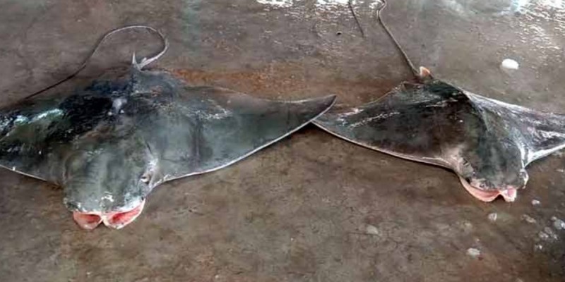 বঙ্গোপসাগরে জেলের জালে ধরা পড়লো ২টি বাদুর মাছ।।