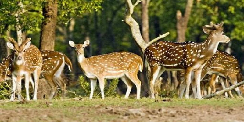 কয়রায় দুই মণ হরিণের মাংস ফেলে পালাল পাচারকারী