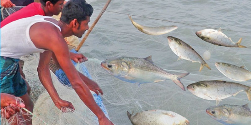 টানা দুইমাস বন্ধ থাকার পর ইলিশ ধরতে নেমেছেন জেলেরা॥