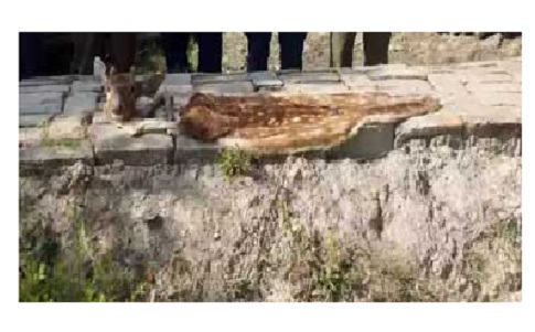 সুন্দরবন থেকে জবাই করা হরিণের মাথা ও চামড়া উদ্ধার।।